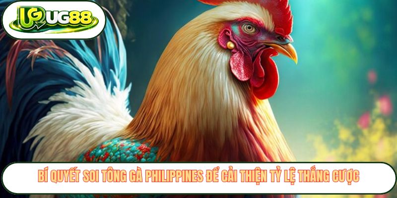 Bí quyết soi tông gà Philippines để cải thiện tỷ lệ thắng cược Bí quyết soi tông gà Philippines để cải thiện tỷ lệ thắng cược
