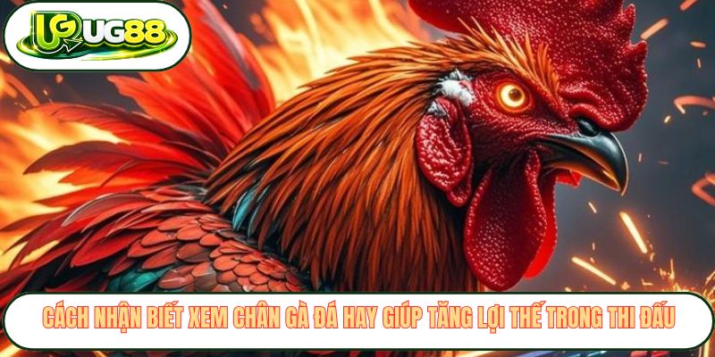 Cách nhận biết xem chân gà đá hay giúp tăng lợi thế trong thi đấu