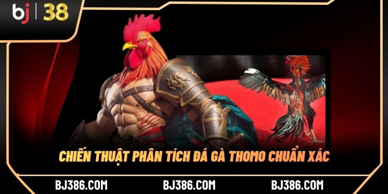 Chiến thuật phân tích đá gà Thomo chuẩn xác Chiến thuật phân tích đá gà Thomo chuẩn xác
