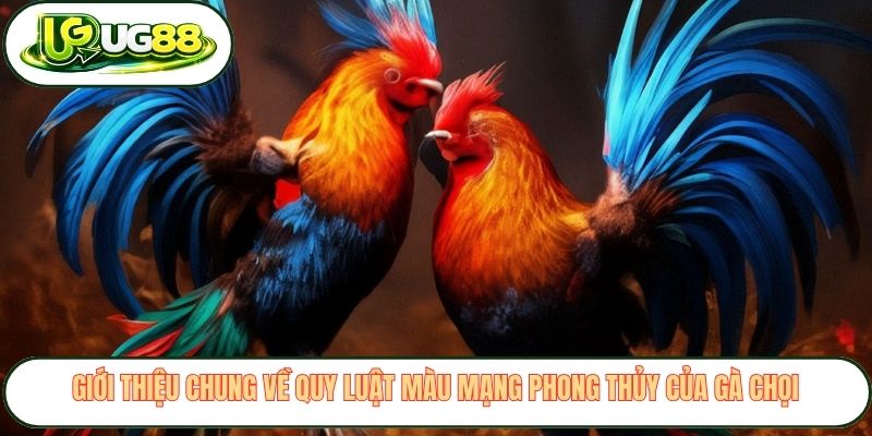 Giới thiệu chung về quy luật màu mạng phong thủy của gà chọi Giới thiệu chung về quy luật màu mạng phong thủy của gà chọi