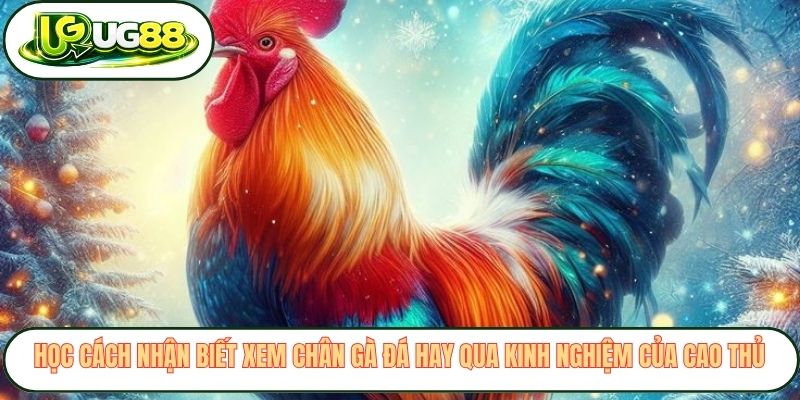 Học cách nhận biết xem chân gà đá hay qua kinh nghiệm của cao thủ