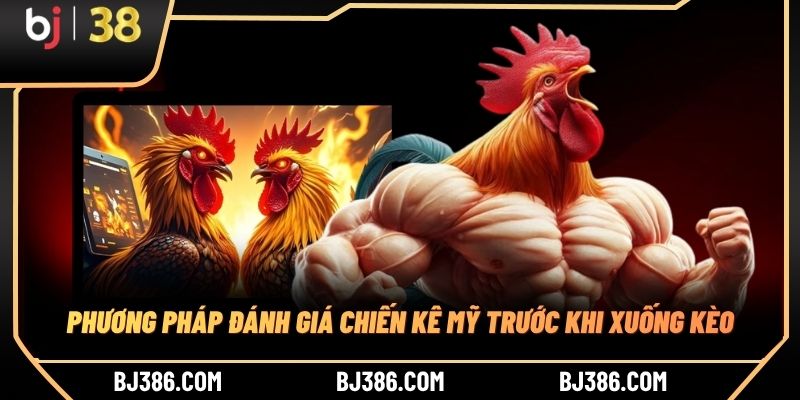 Phương pháp đánh giá chiến kê Mỹ trước khi xuống kèo Phương pháp đánh giá chiến kê Mỹ trước khi xuống kèo