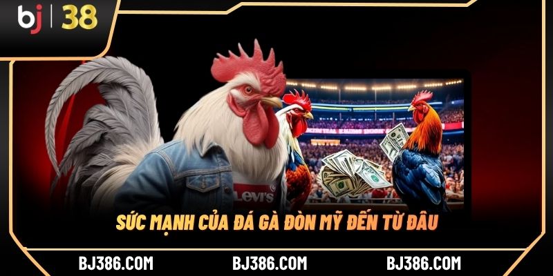 Sức mạnh của đá gà đòn Mỹ đến từ đâu Sức mạnh của đá gà đòn Mỹ đến từ đâu