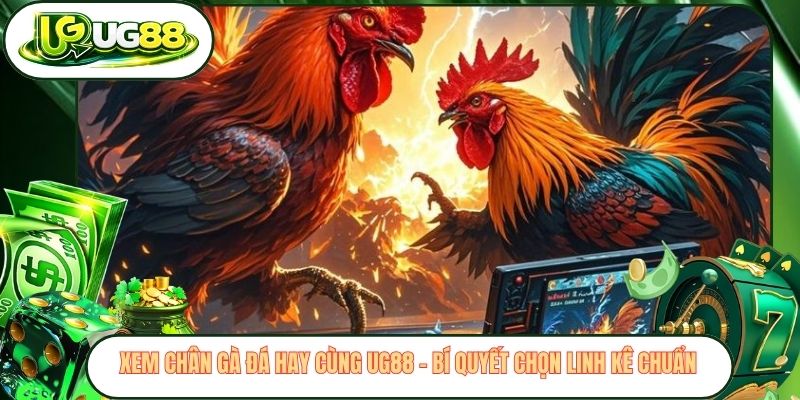 Xem Chân Gà Đá Hay Cùng UG88 - Bí Quyết Chọn Linh Kê Chuẩn