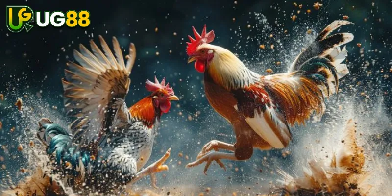 Lưu Ý Quan Trọng Trước Khi Tham Gia Đá Gà Trực Tuyến