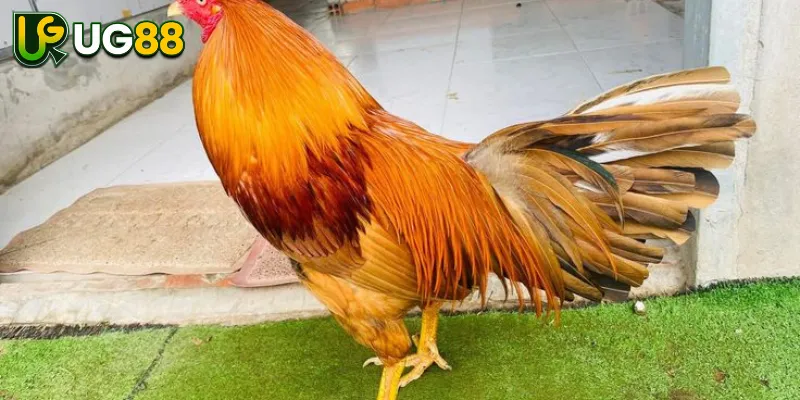 Nhà Cái UG88 Đang Tích Hợp Sảnh GA28 Nhà Cái UG88 Đang Tích Hợp Sảnh GA28
