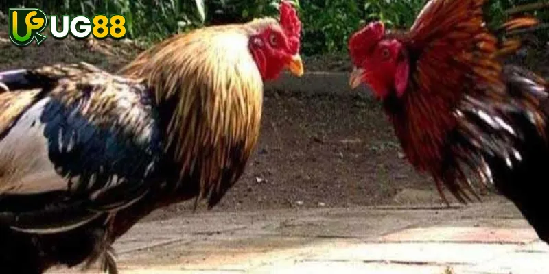 Ưu Điểm Và Lưu Ý Khi Chơi Tại Sảnh GA28 Ưu Điểm Và Lưu Ý Khi Chơi Tại Sảnh GA28